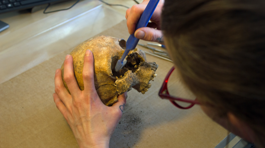 An osteologist creaning a human skull with a toothbrush.