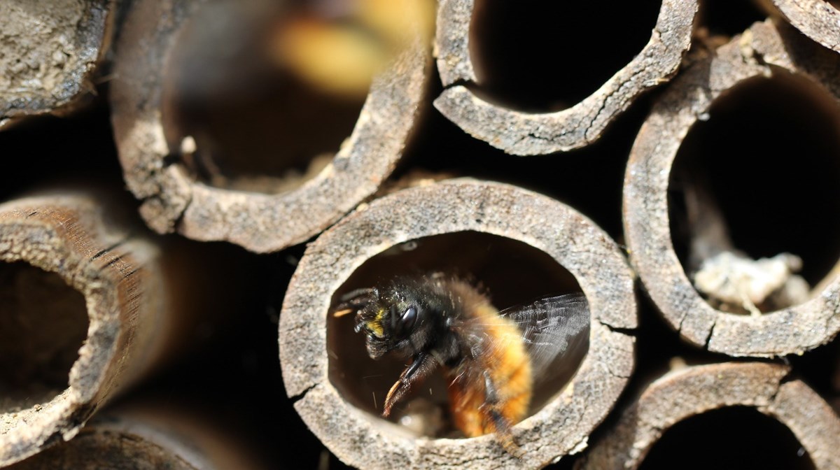 Ett bi kikar ut från ett babmurör