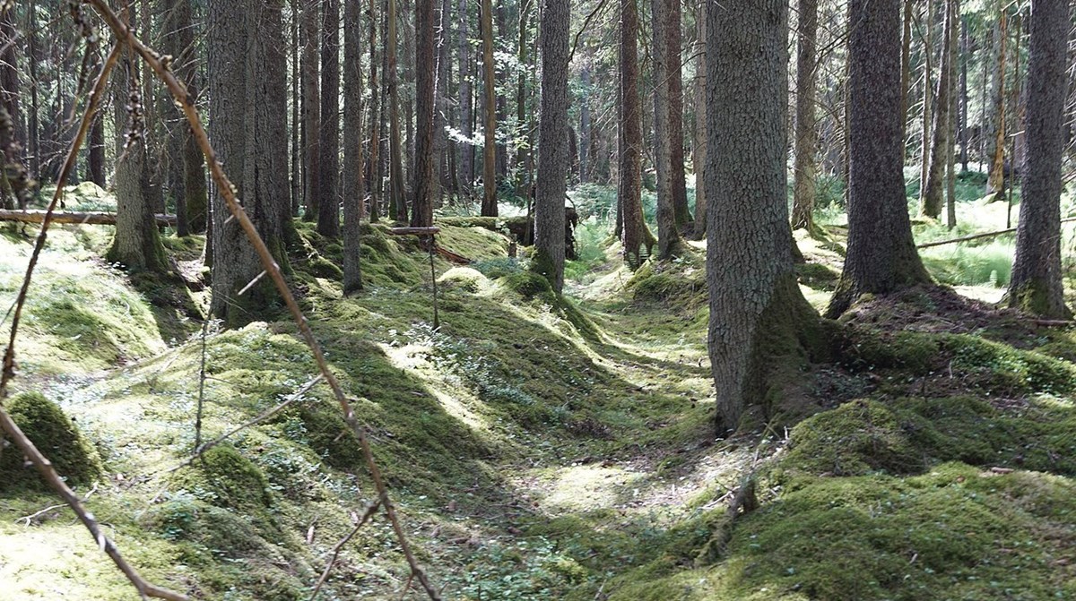 En djup hålväg i skogen