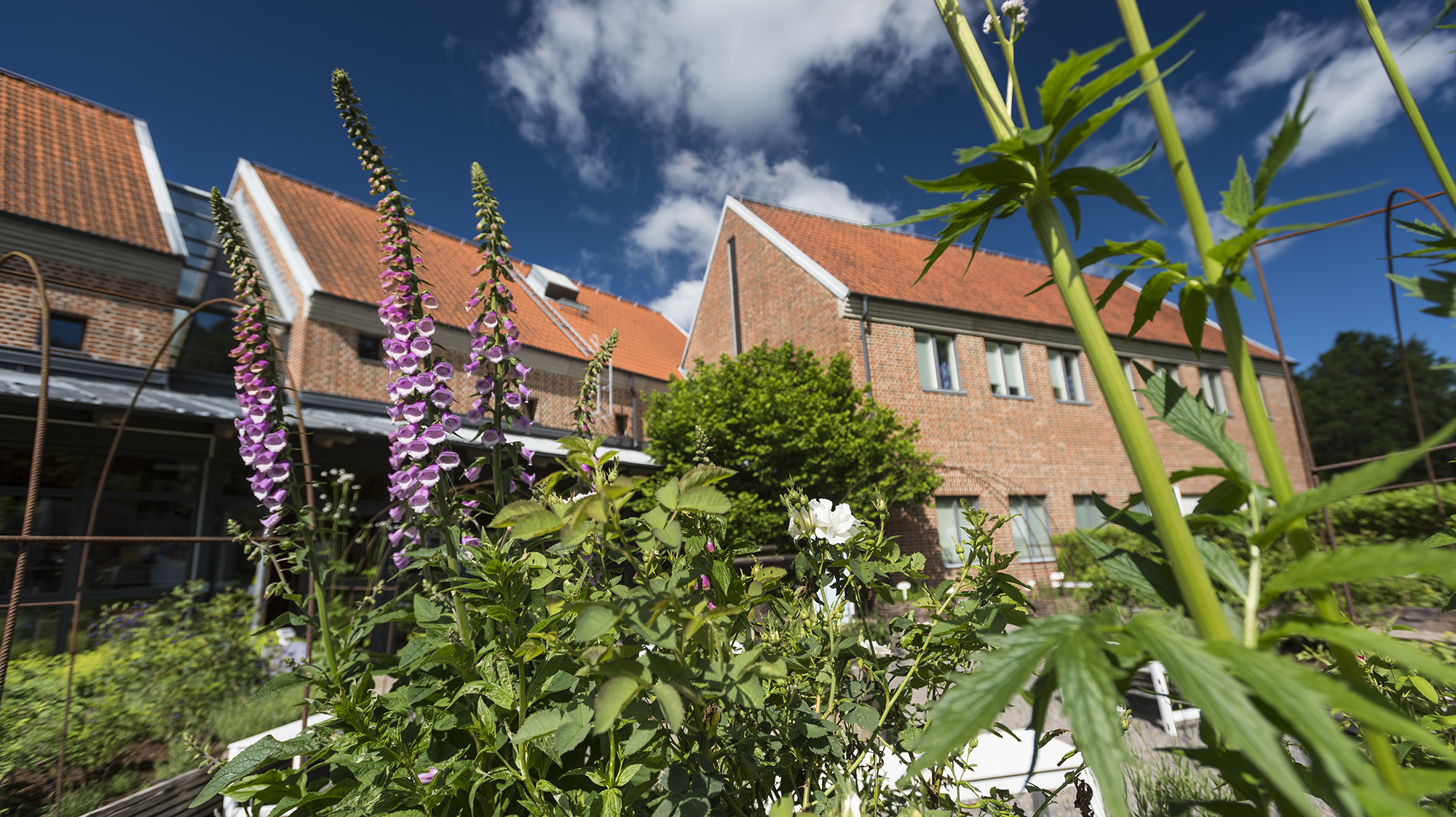 Tegelbyggnader som utgör Lödöse museum. I förgrunden ser vi örtträdgården och rosa lupiner.