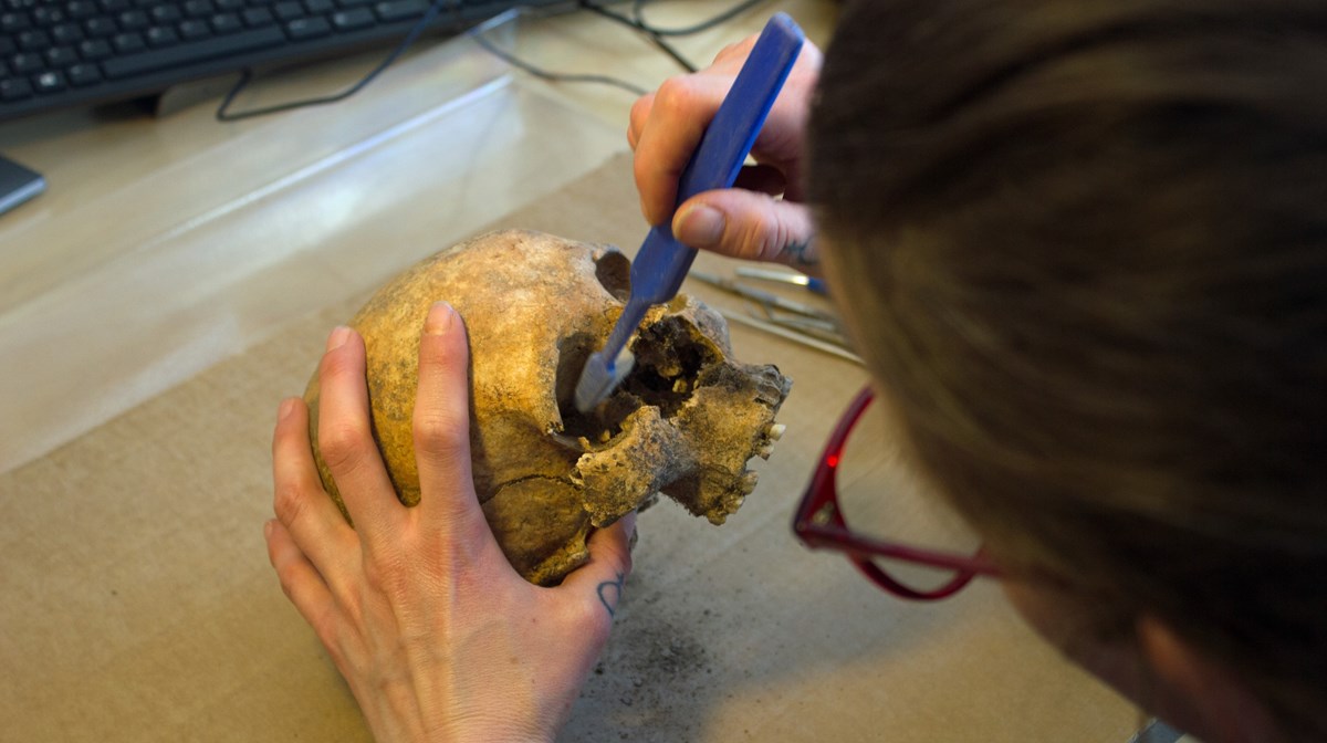 En osteolog rengör en dödskalle med en tandborste
