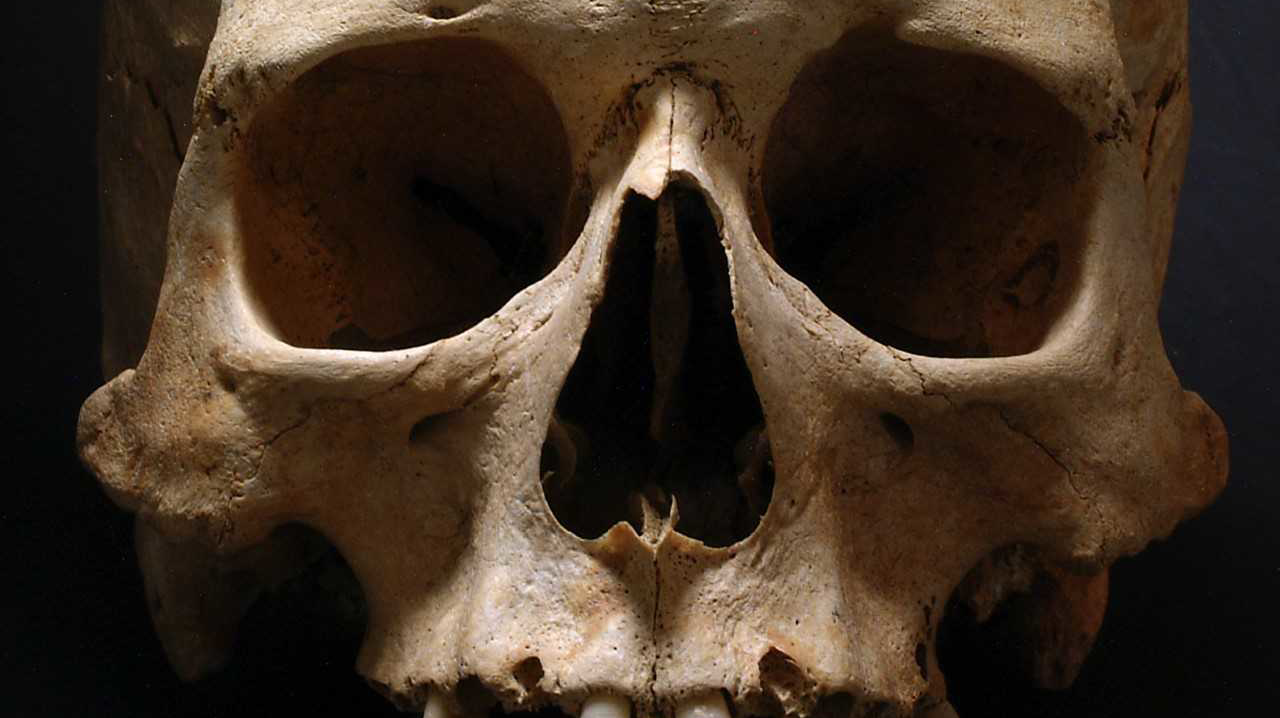 en närbild på en skalle