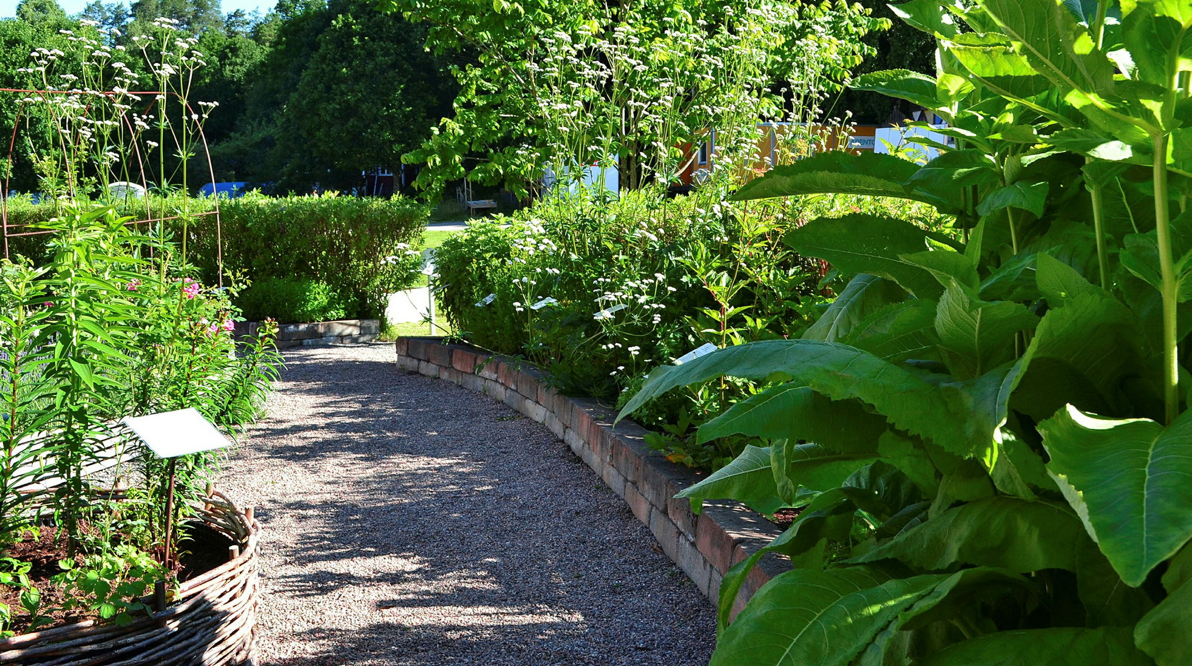 En grusgång kantad av gröna växter