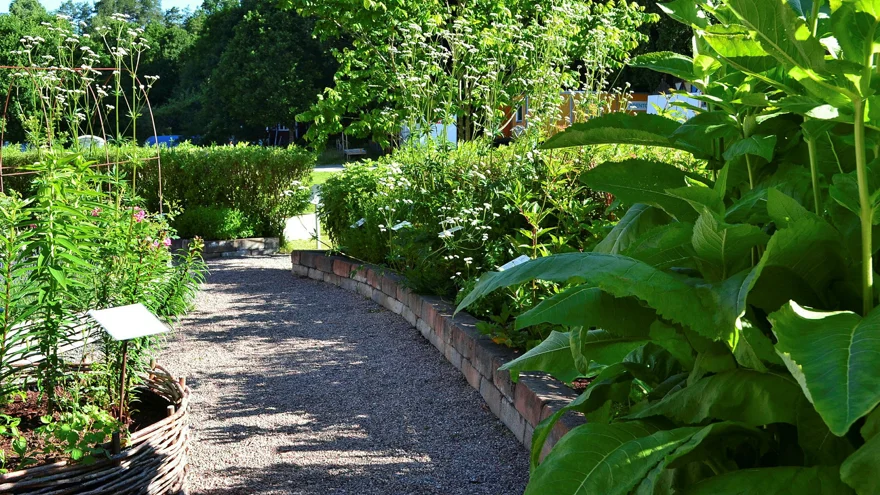 En grusgång kantad av gröna växter