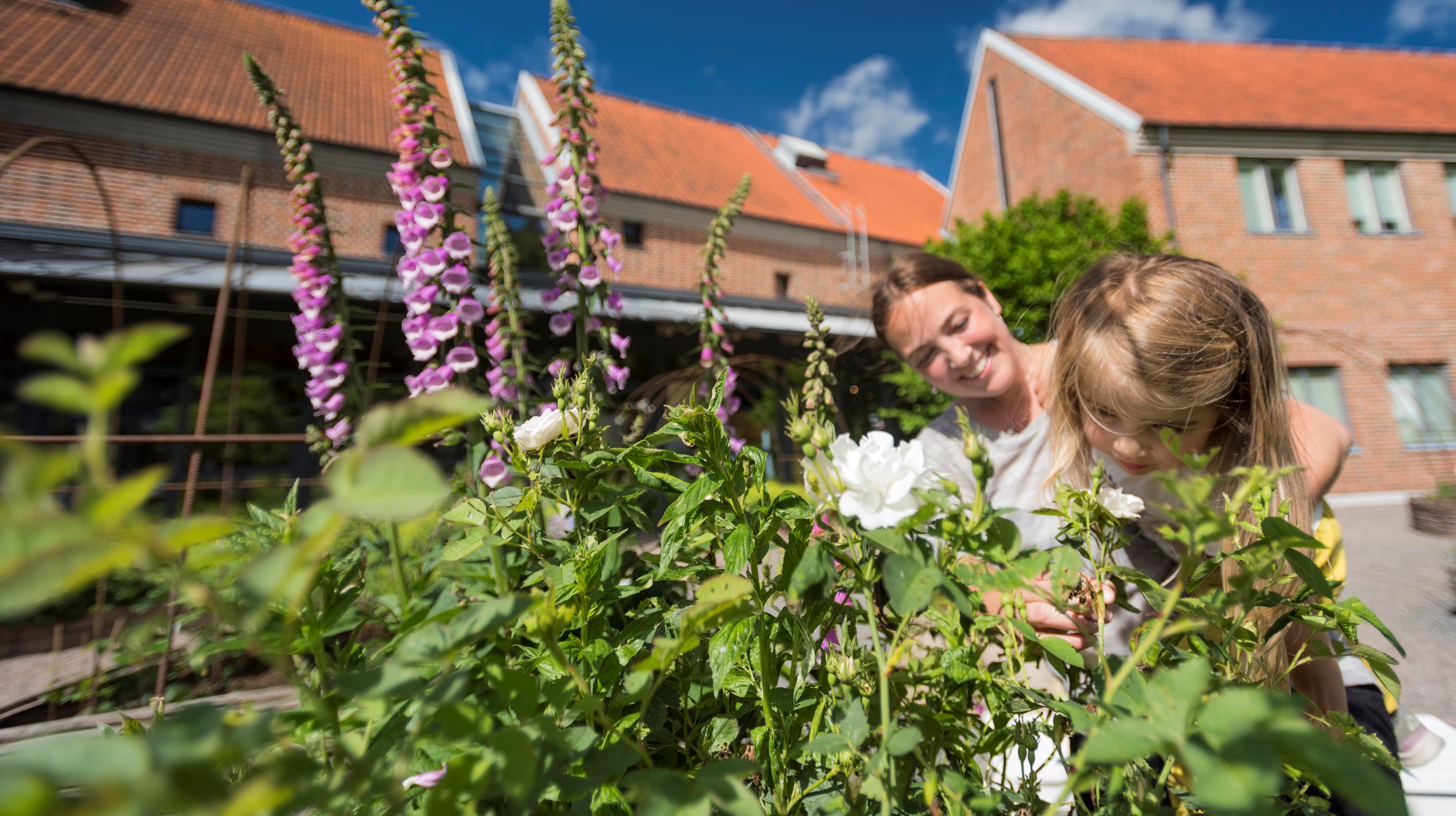 Örtagården vid Lödöse museum