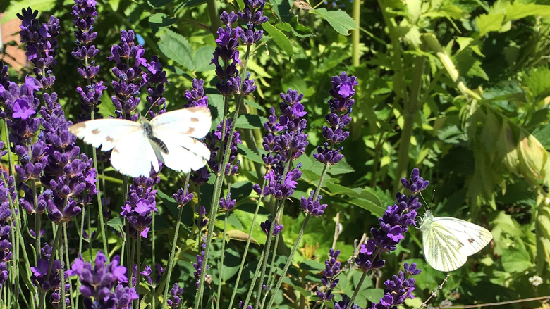 Två vita fjärilar sitter på blommande lavendel