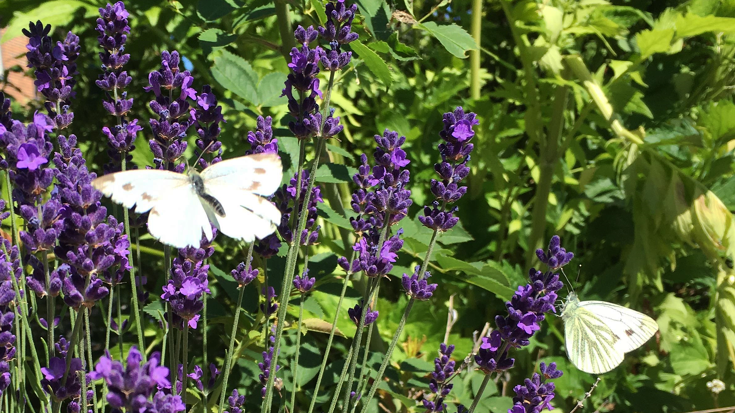 Ingen beskrivning tillgänglig