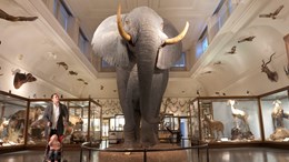 Den afrikanska elefanten på Göteborgs naturhistoriska museum