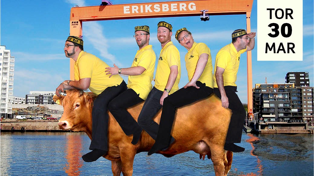 Fem män i gula tröjor sitter på en ko