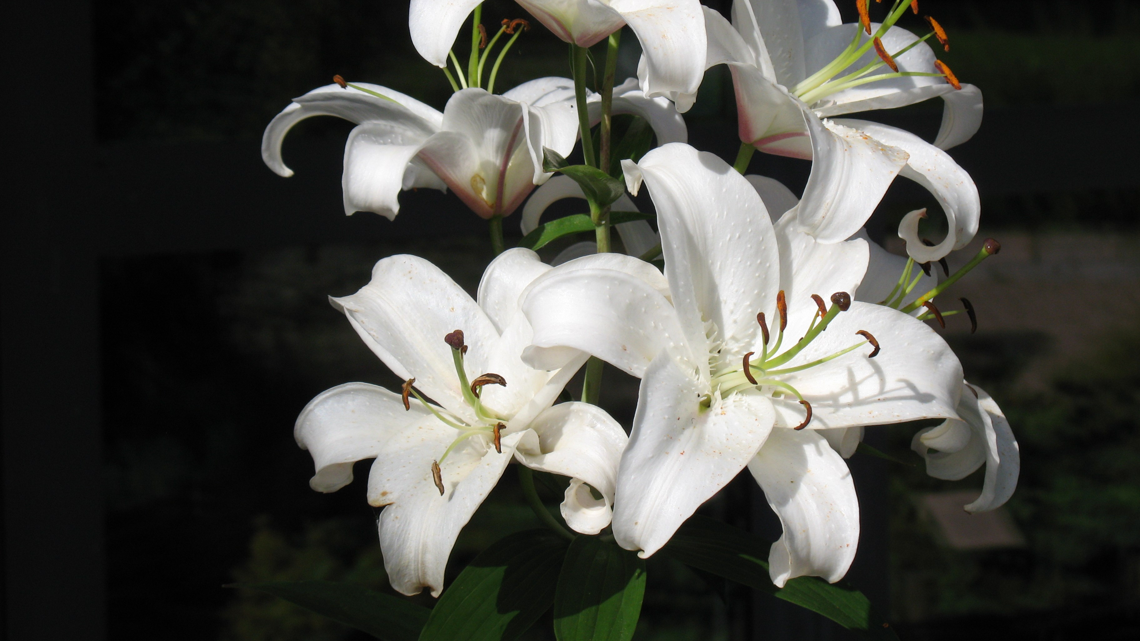 Vita liljor med svart bakgrund