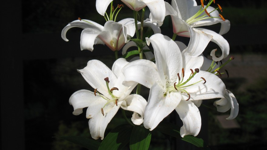 Vita liljor med svart bakgrund