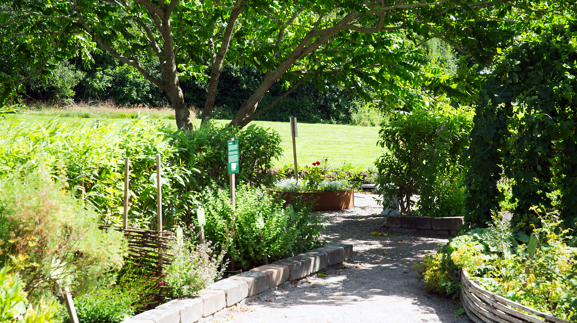 en grönskande trädgård