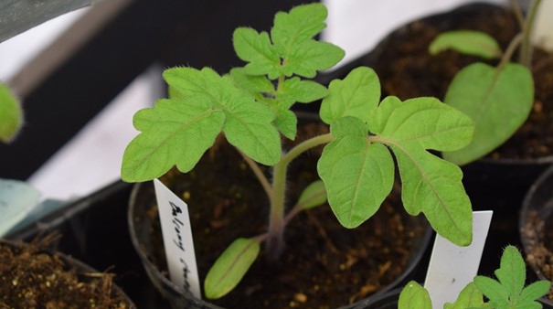 En liten tomatplanta