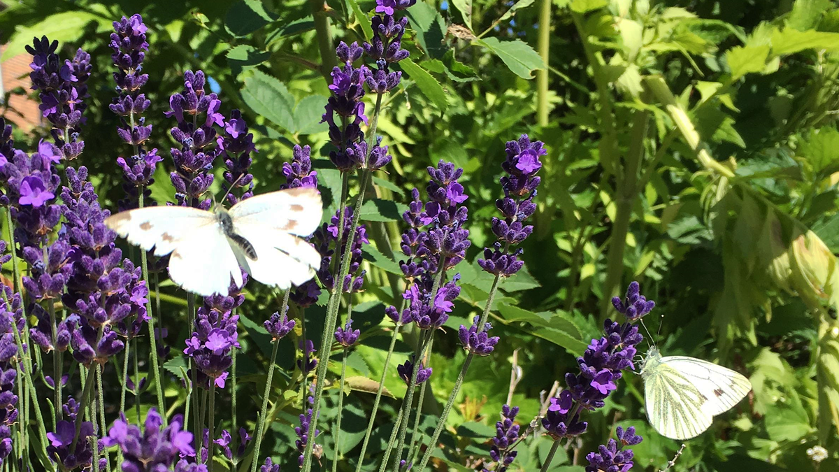 Två vita fjärilar sitter på blommande lavendel