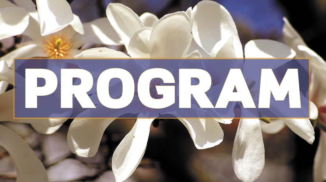 Vita magnolieblommor