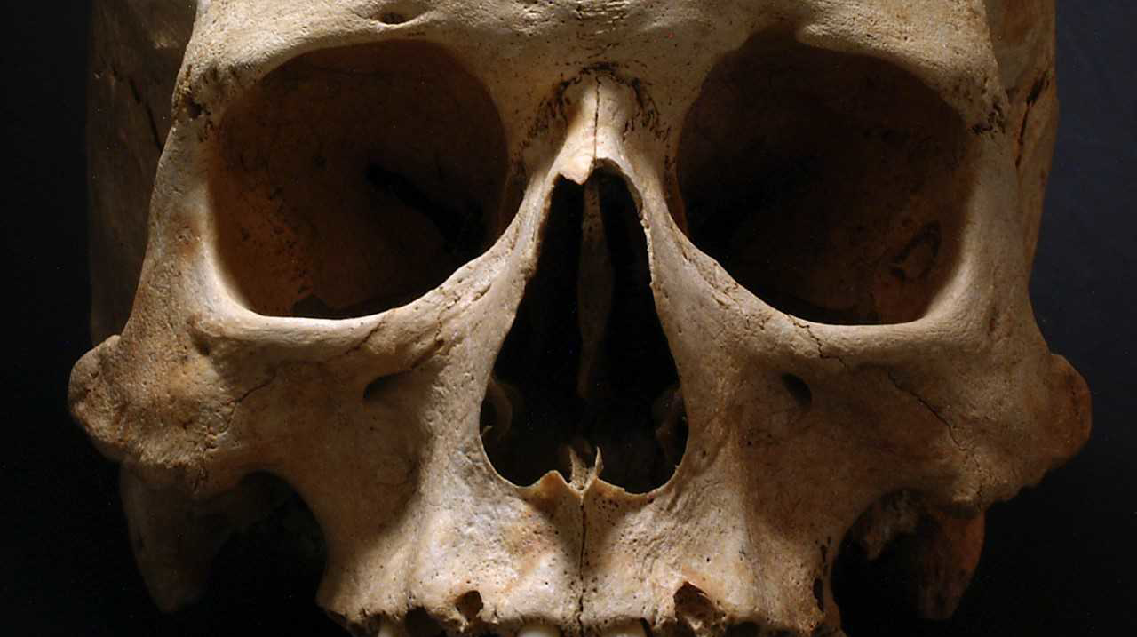 En närbild på en skalle