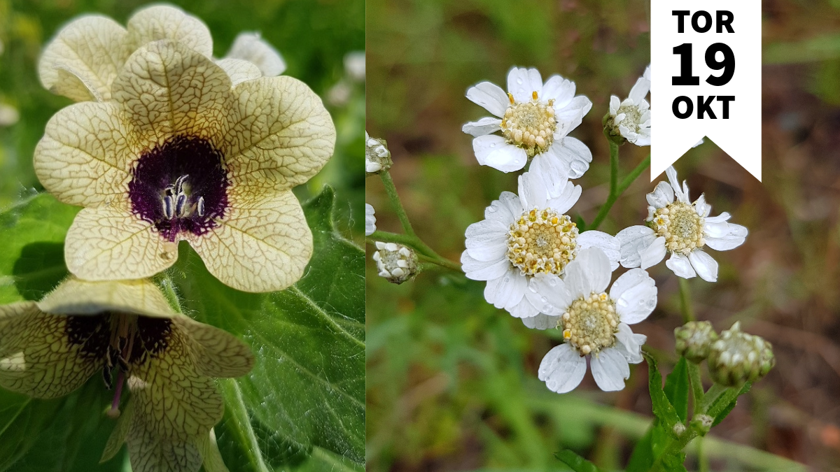 Två bilder på olika blommor i närbild